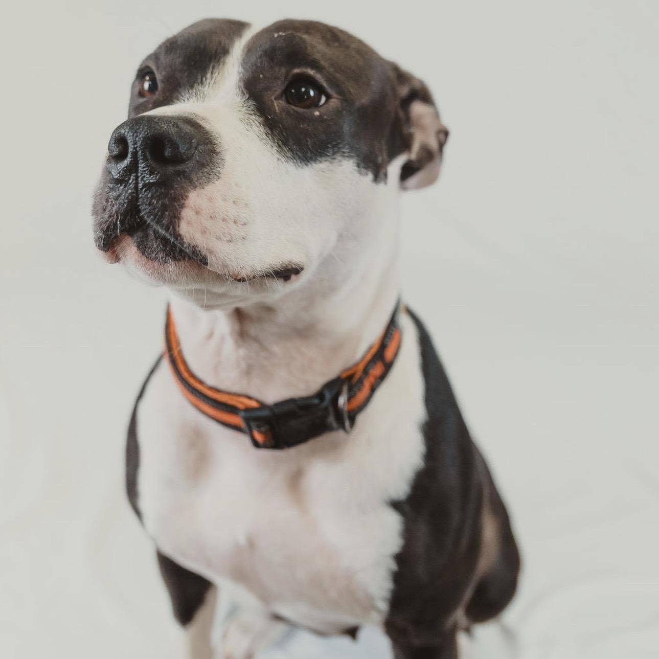 Athena — thumbnail 5