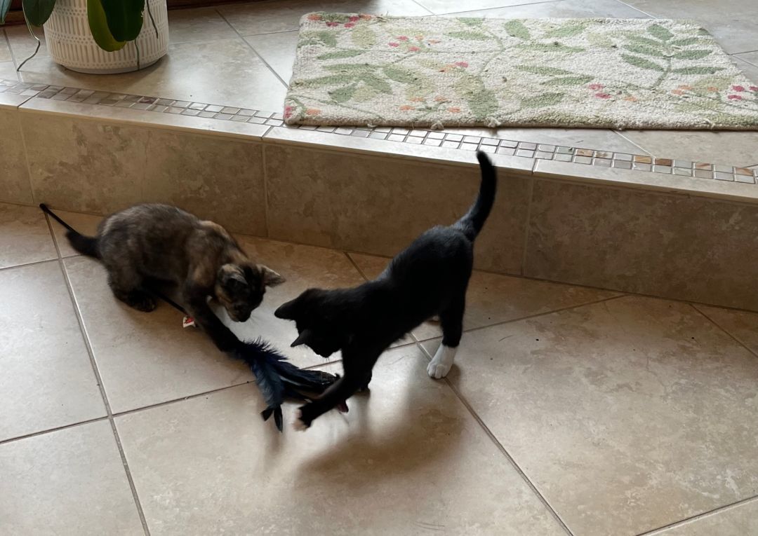 Tux and Sandy photo 2