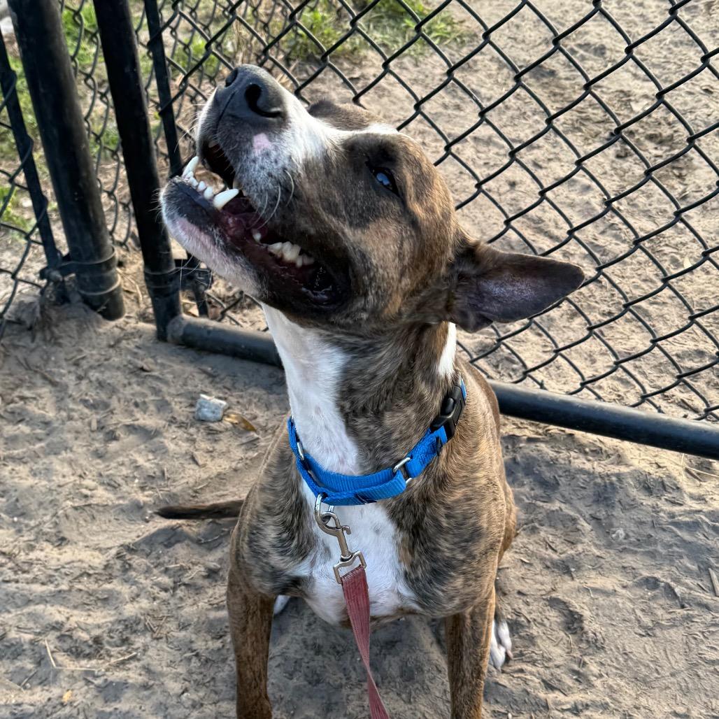 Itachi, Adoptable, Adult Male Mixed Breed.