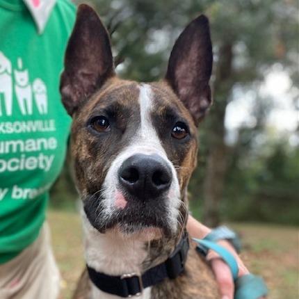 Enlarge Itachi, a Adoptable Mixed Breed in Jacksonville, FL image 2/6