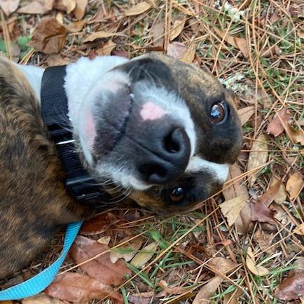 Enlarge Itachi, a Adoptable Mixed Breed in Jacksonville, FL image 3/6