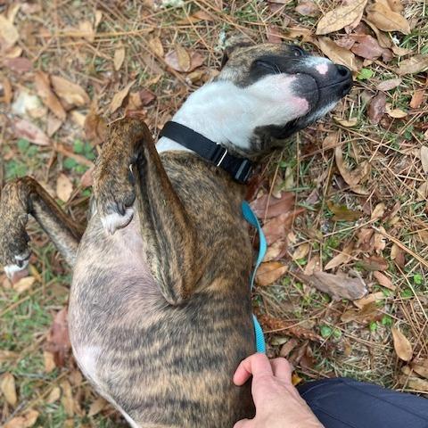 Enlarge Itachi, a Adoptable Mixed Breed in Jacksonville, FL image 4/6