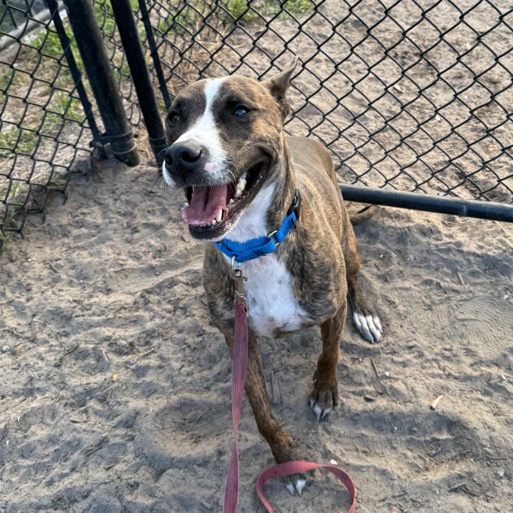 Enlarge Itachi, a Adoptable Mixed Breed in Jacksonville, FL image 5/6