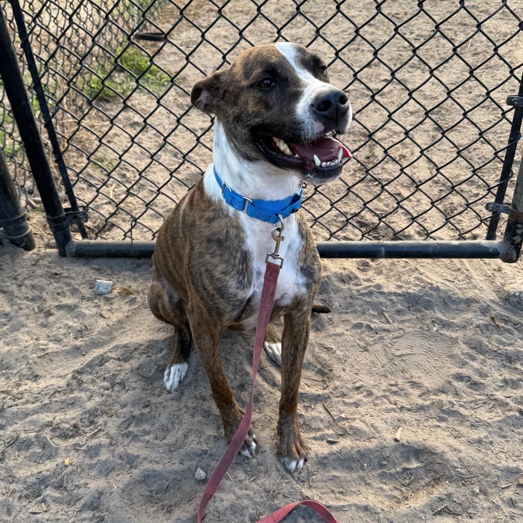 Enlarge Itachi, a Adoptable Mixed Breed in Jacksonville, FL image 6/6