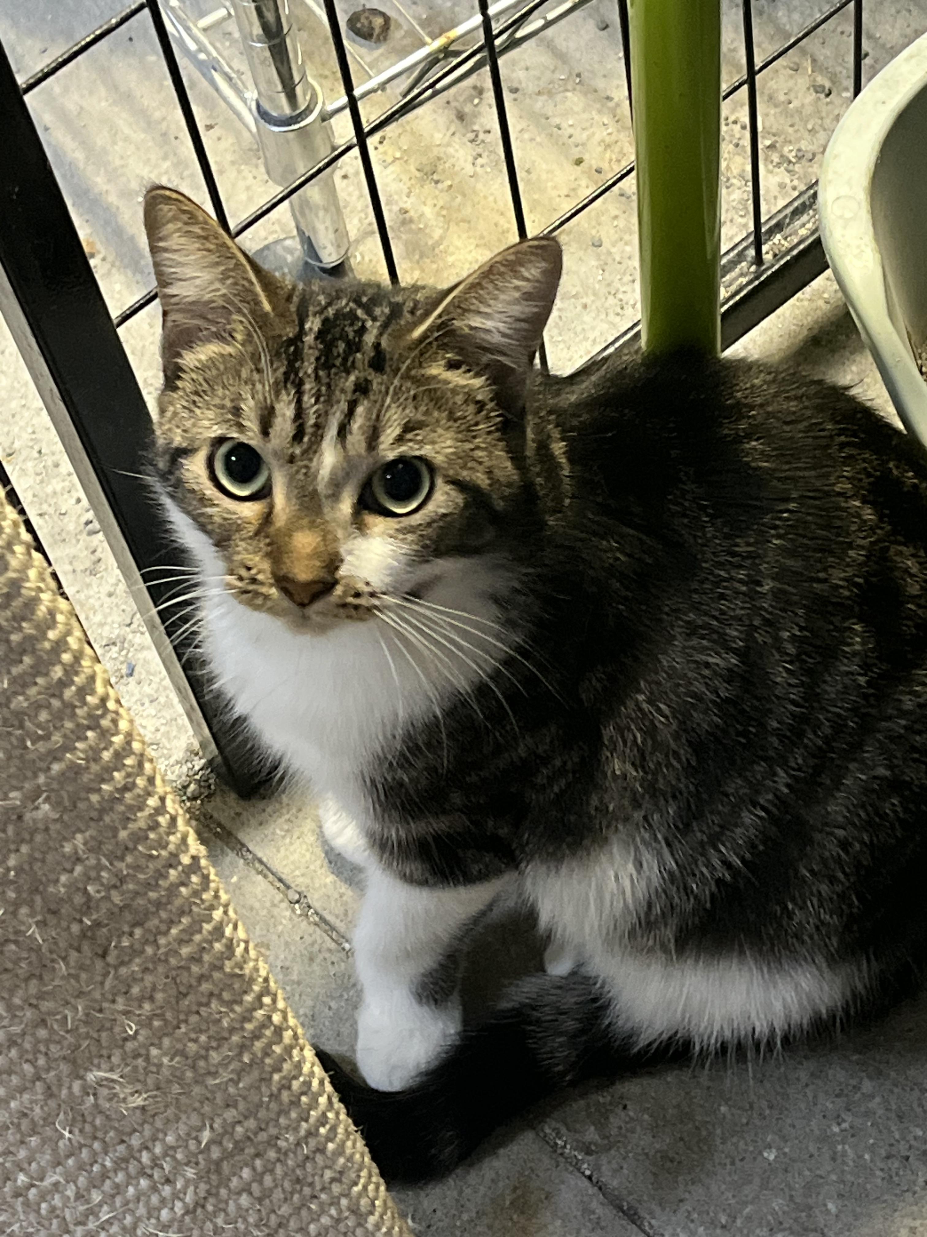 Enlarge Polly, a Adoptable Extra-Toes Cat / Hemingway Polydactyl in Ormond beach, FL image 1/1