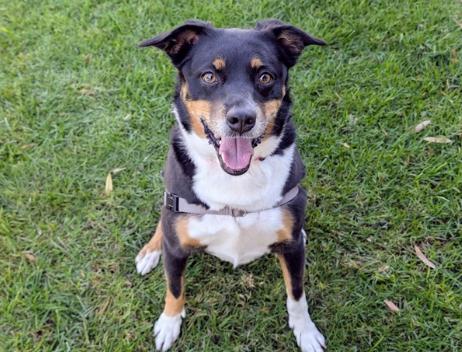 OCTOBER, Adoptable, Young Female Australian Cattle Dog / Blue Heeler.