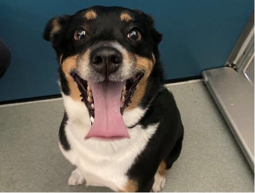 OCTOBER, a Adoptable Australian Cattle Dog / Blue Heeler in San Clemente, CA image 2/2