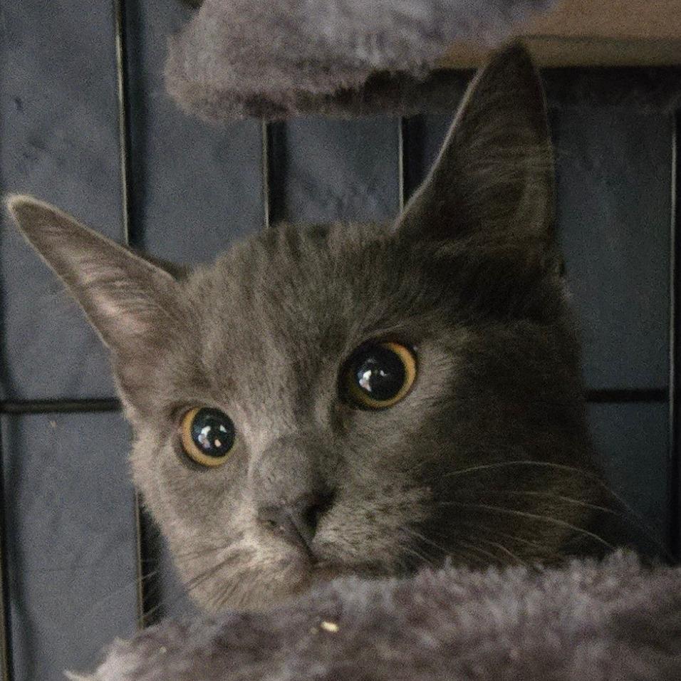 Vinaigrette, Adoptable, Kitten Female Domestic Short Hair.