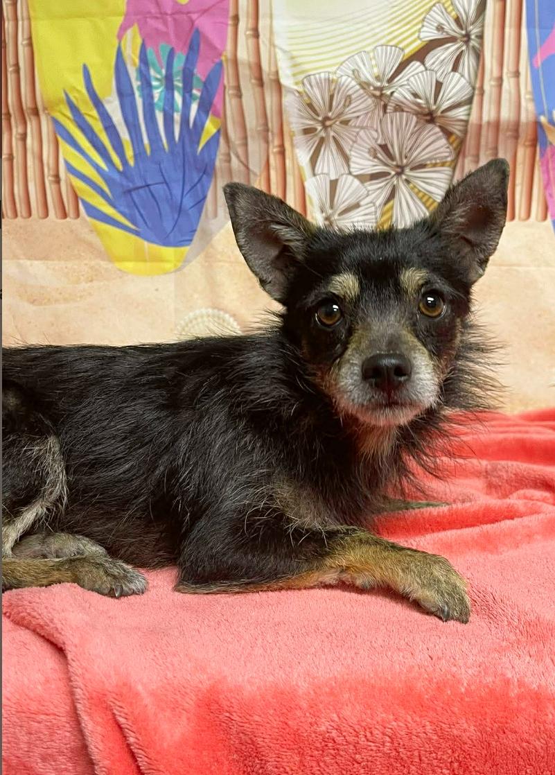 Conrad, ADOPTABLE, Young Male Yorkshire Terrier & Chihuahua.