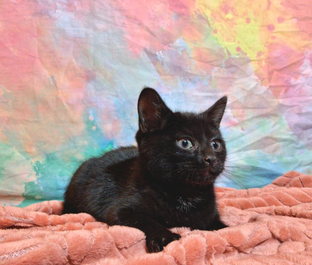 BEN, Adopted, Kitten Male Domestic Short Hair.