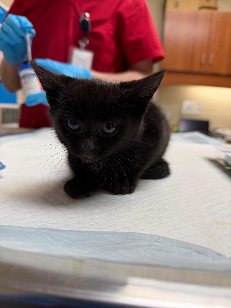 Enlarge BEN, a Adopted mixed breed in Wintersville, OH image 2/3