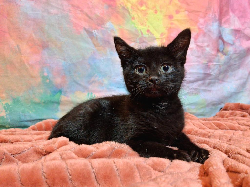 Enlarge BEN, a Adopted mixed breed in Wintersville, OH image 3/3