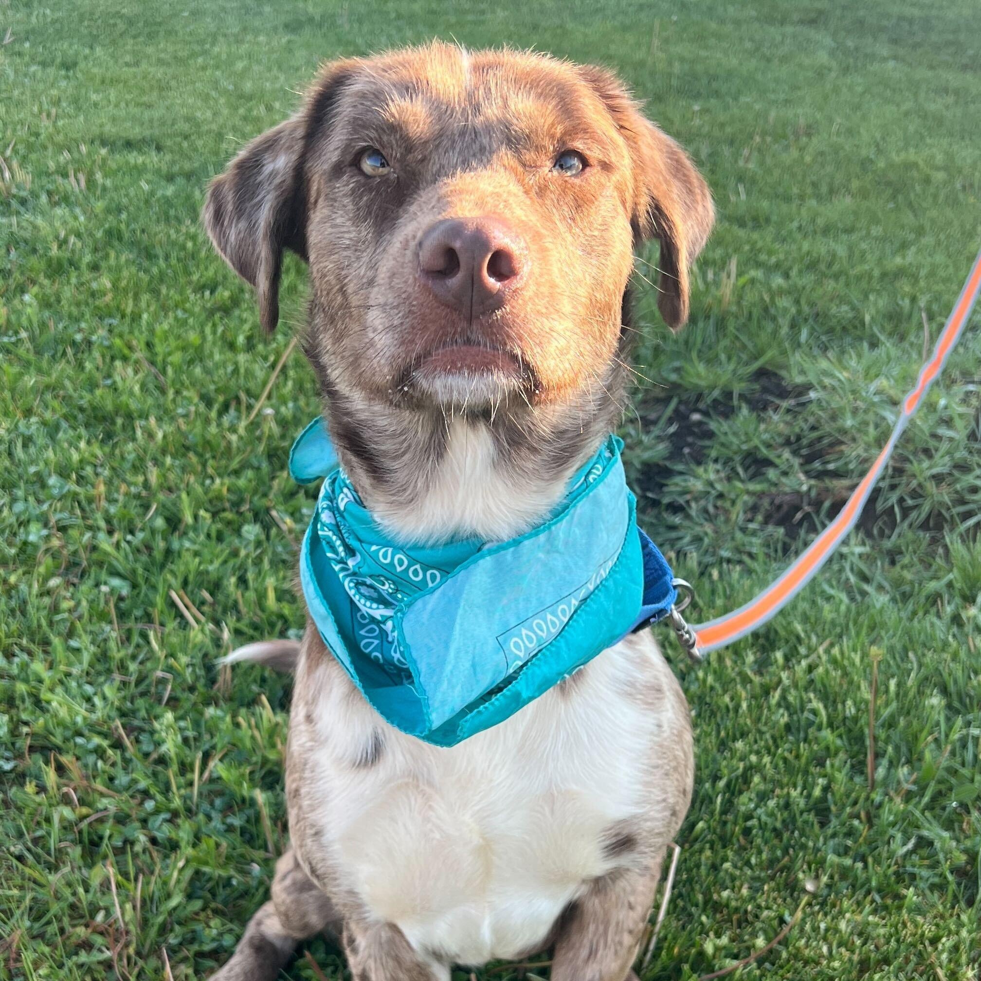 Enlarge Orion, a Adoptable mixed breed in Canal Winchester, OH image 4/4