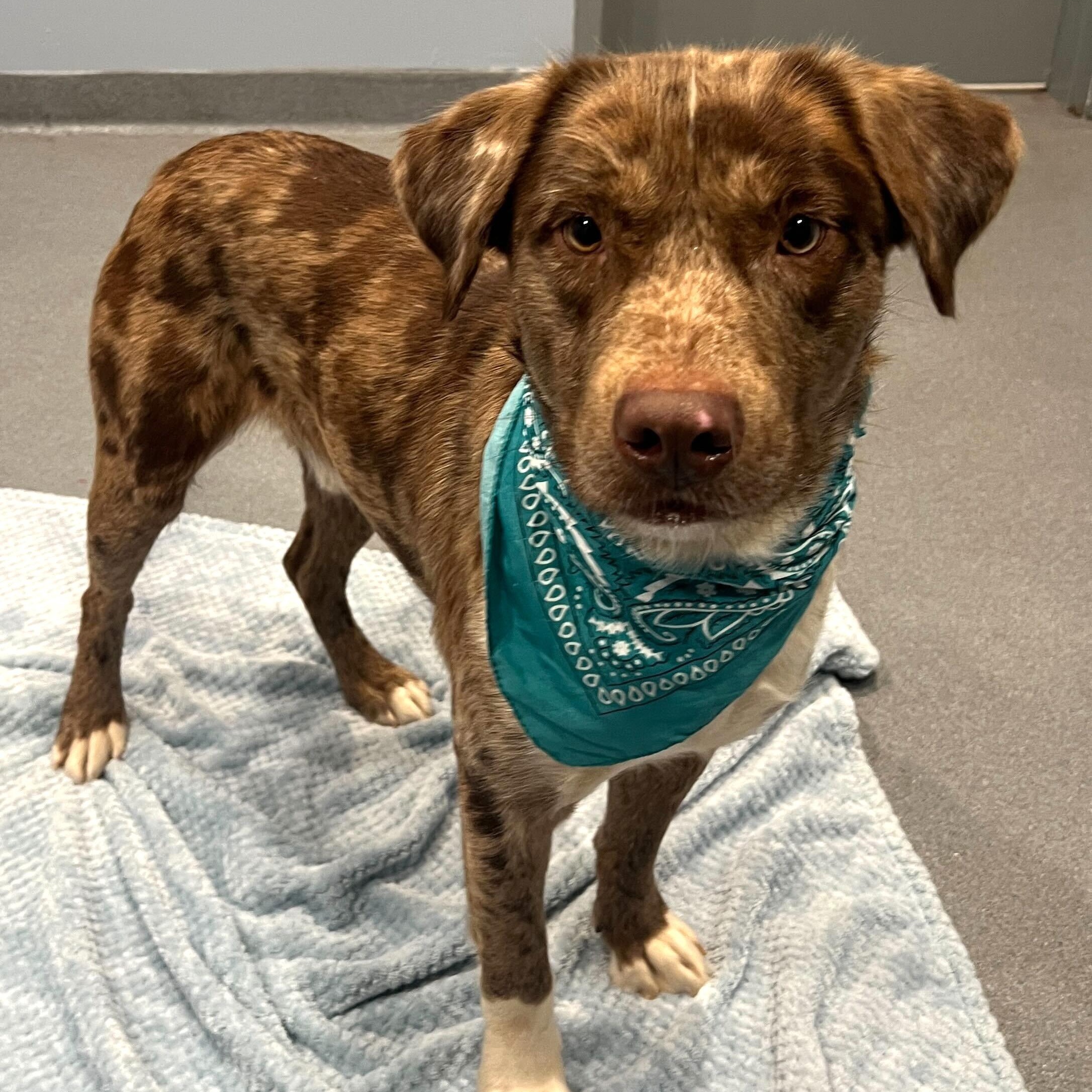 Enlarge Orion, a Adoptable mixed breed in Canal Winchester, OH image 3/4