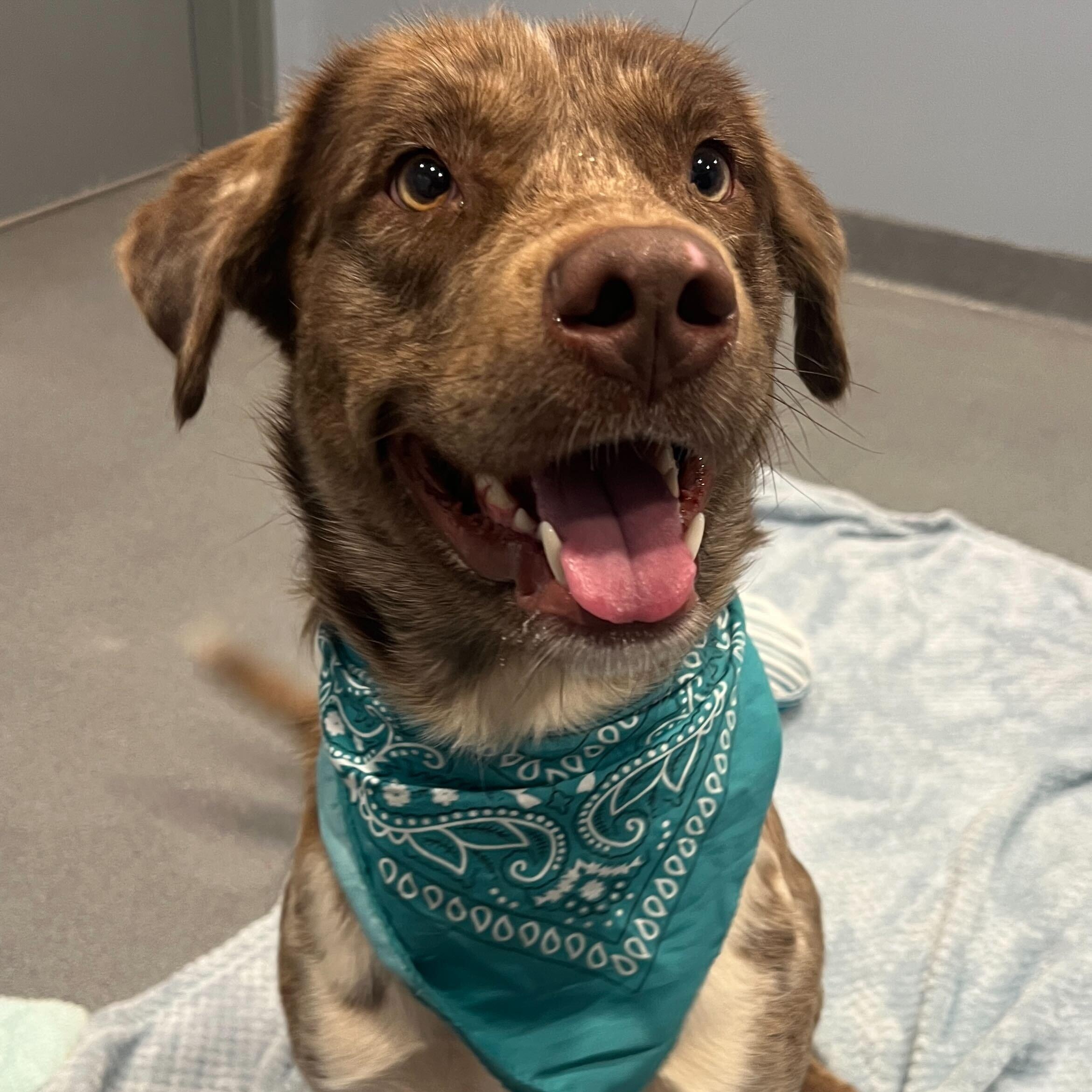 Enlarge Orion, a Adoptable mixed breed in Canal Winchester, OH image 2/4