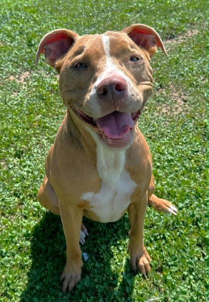 Lady Blue, a ADOPTABLE mixed breed in Inverness, FL image 1/2