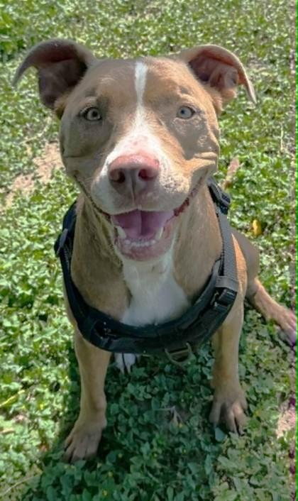 Lady Blue, a ADOPTABLE mixed breed in Inverness, FL image 2/2