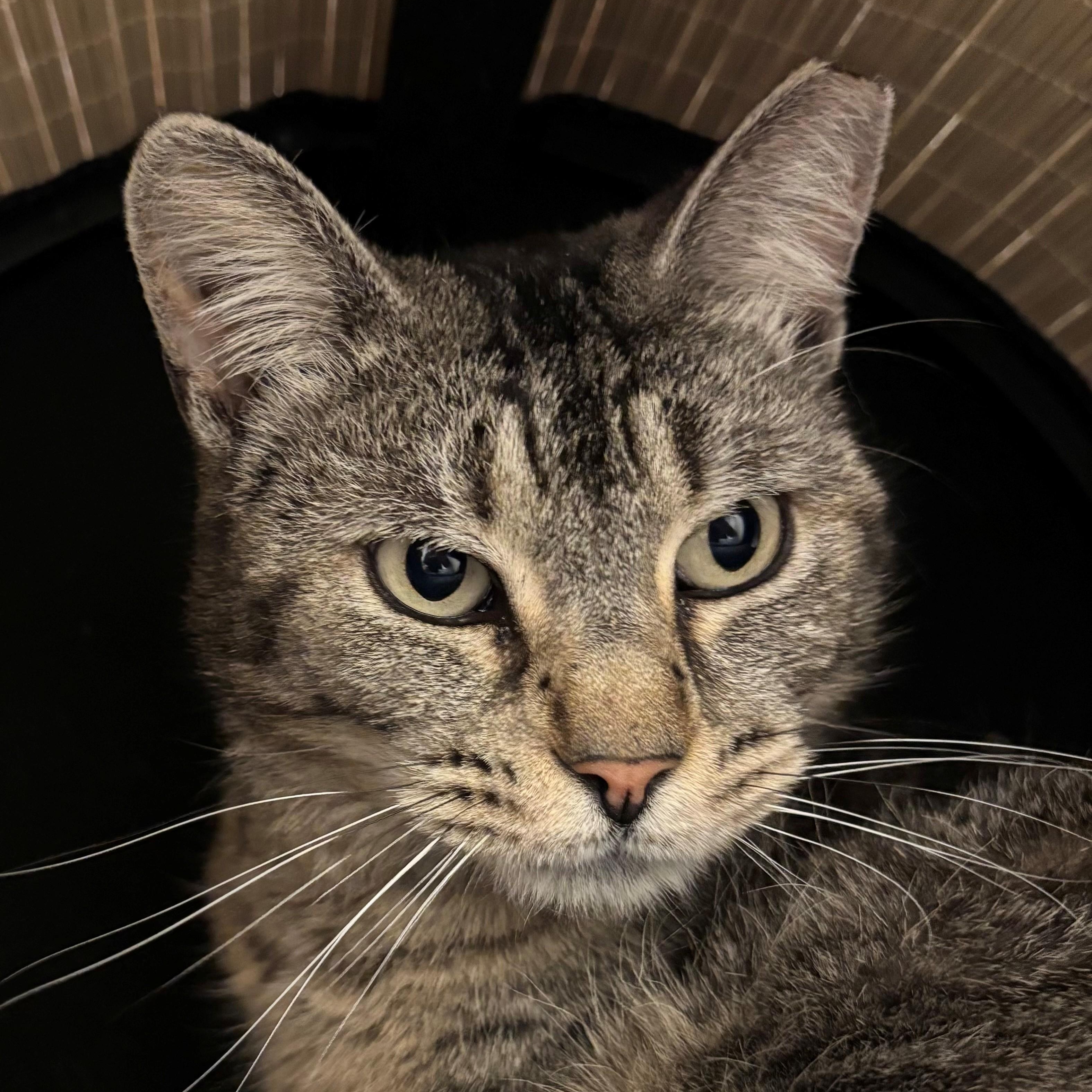 Enlarge Katya, a ADOPTABLE Domestic Short Hair in Margate, FL image 1/1