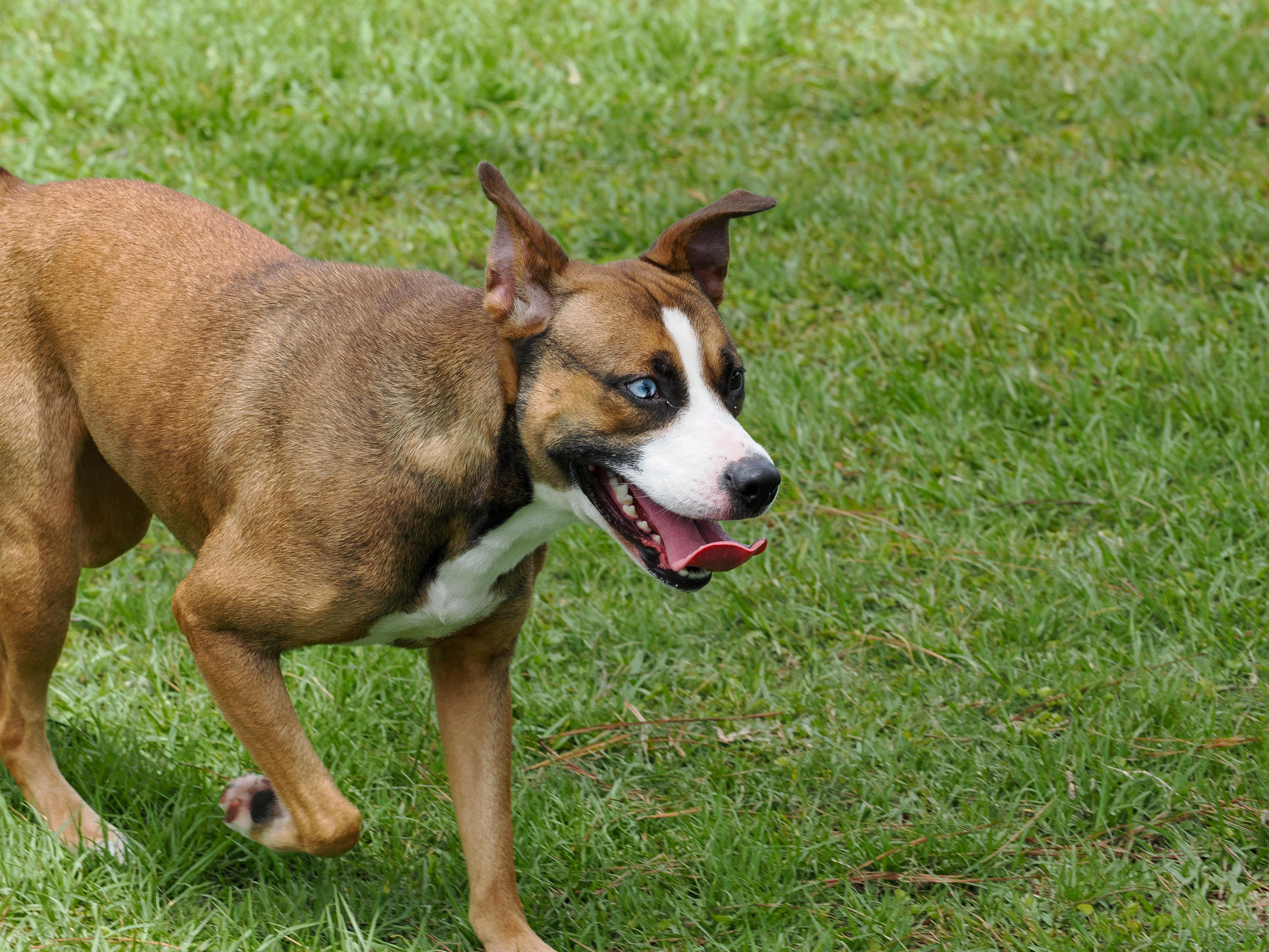 Enlarge Chicken Little, an adopted Mixed Breed in Myrtle Beach, SC image 3/3