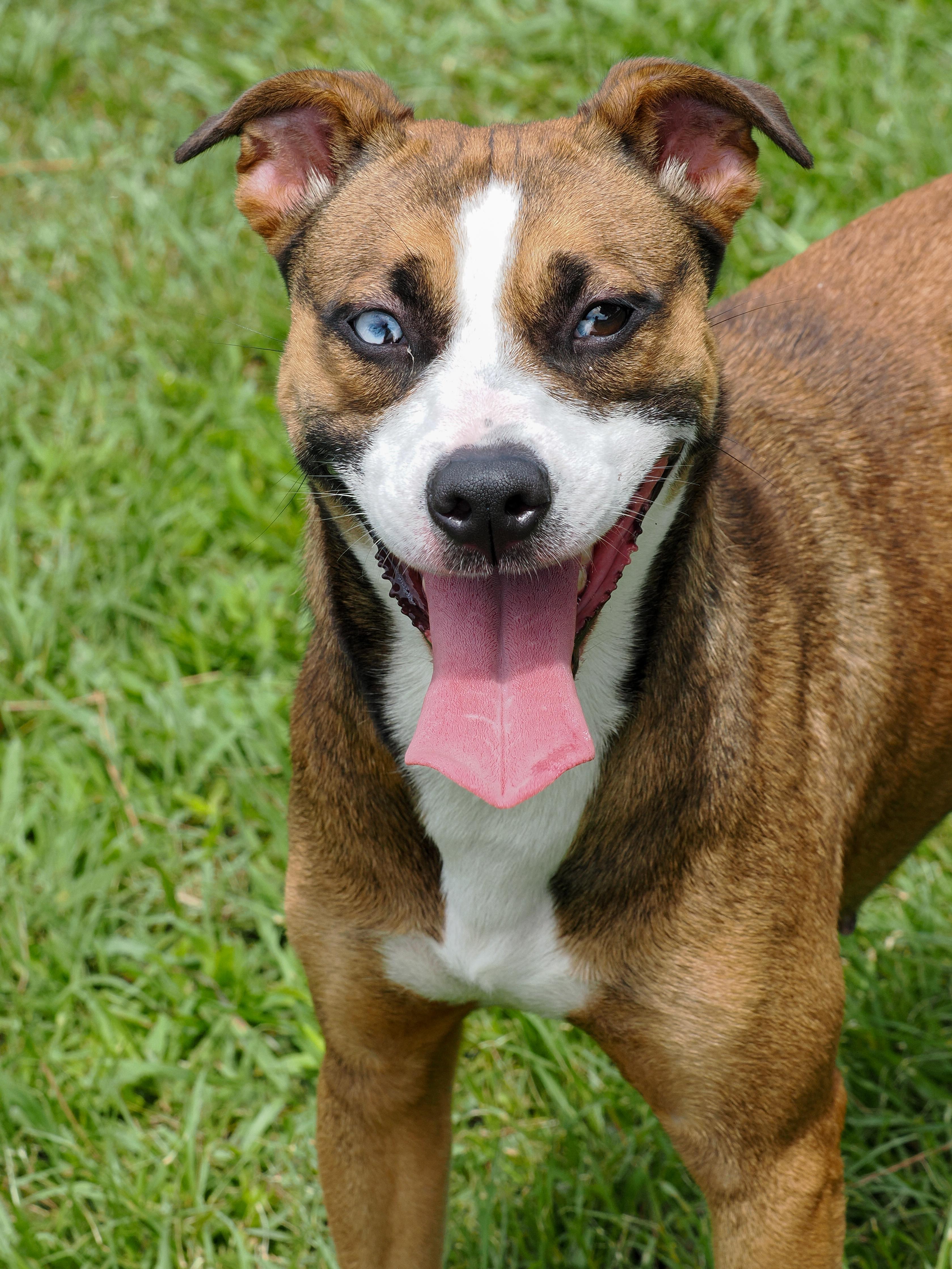 Enlarge Chicken Little, an adopted Mixed Breed in Myrtle Beach, SC image 1/3