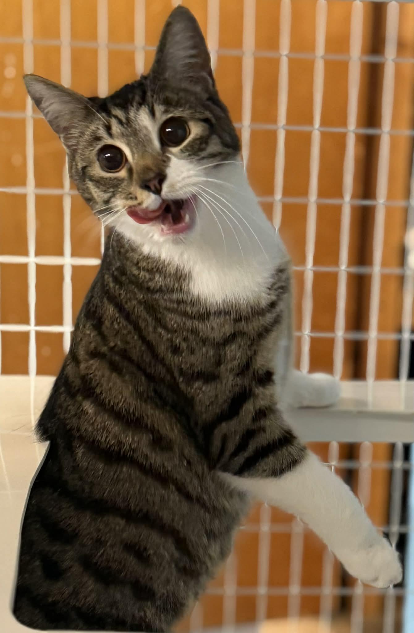 Wafer, ADOPTABLE, Young Female Domestic Short Hair.