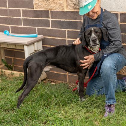 Holy (in foster) — thumbnail 2