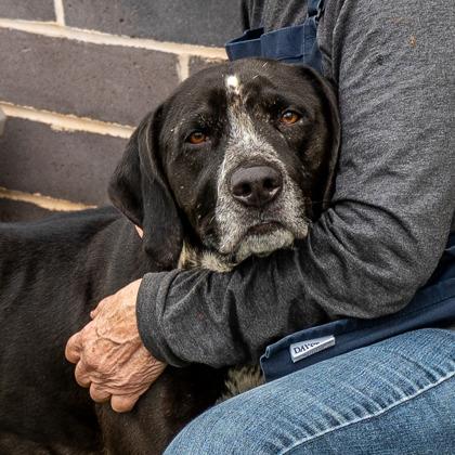 Holy (in foster) — thumbnail 3