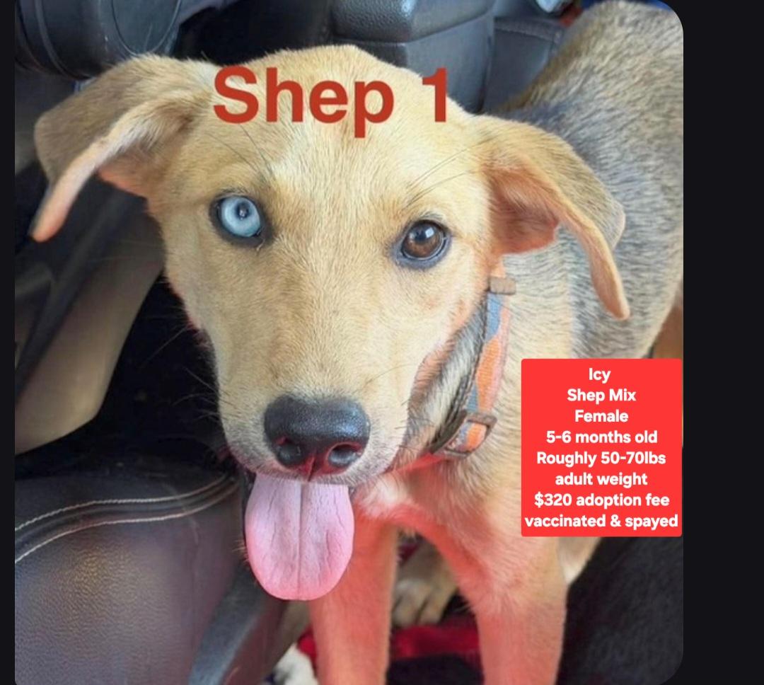 Icy, Adopted, Puppy Female Shepherd.