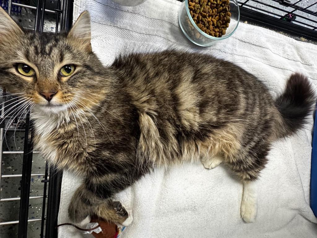 Mr. Hollywood, Adoptable, Adult Male Domestic Long Hair.