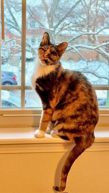 Alfalfa, Adoptable, Adult Female Domestic Short Hair & Domestic Short Hair.
