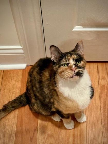 Enlarge Alfalfa, a Adoptable Domestic Short Hair in Chicago, IL image 2/3