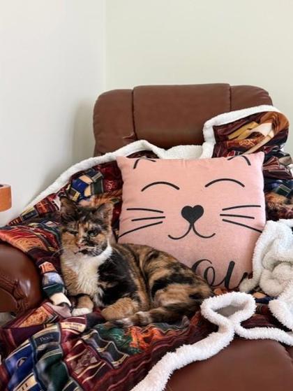 Enlarge Alfalfa, a Adoptable Domestic Short Hair in Chicago, IL image 3/3