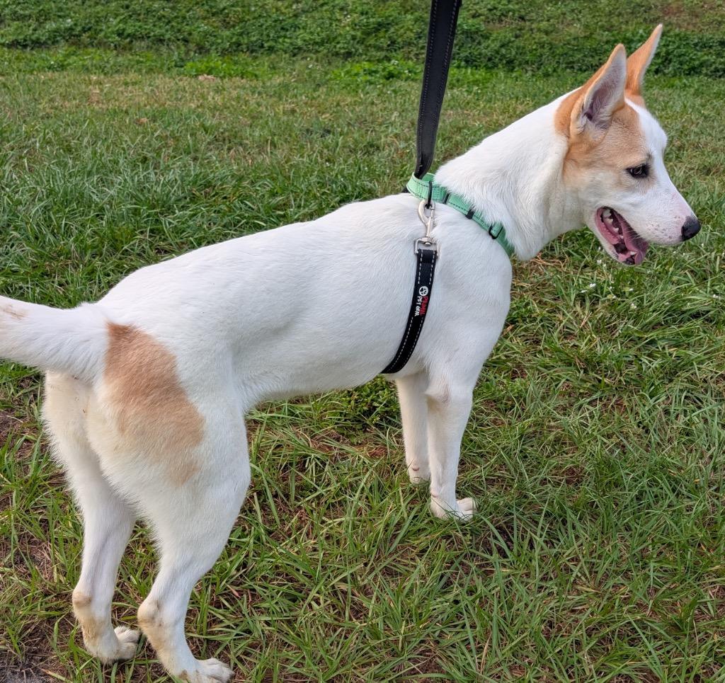 Khloe-1/2 off Adoption Fee Special!, Adoptable, Young Female Basenji & Carolina Dog.