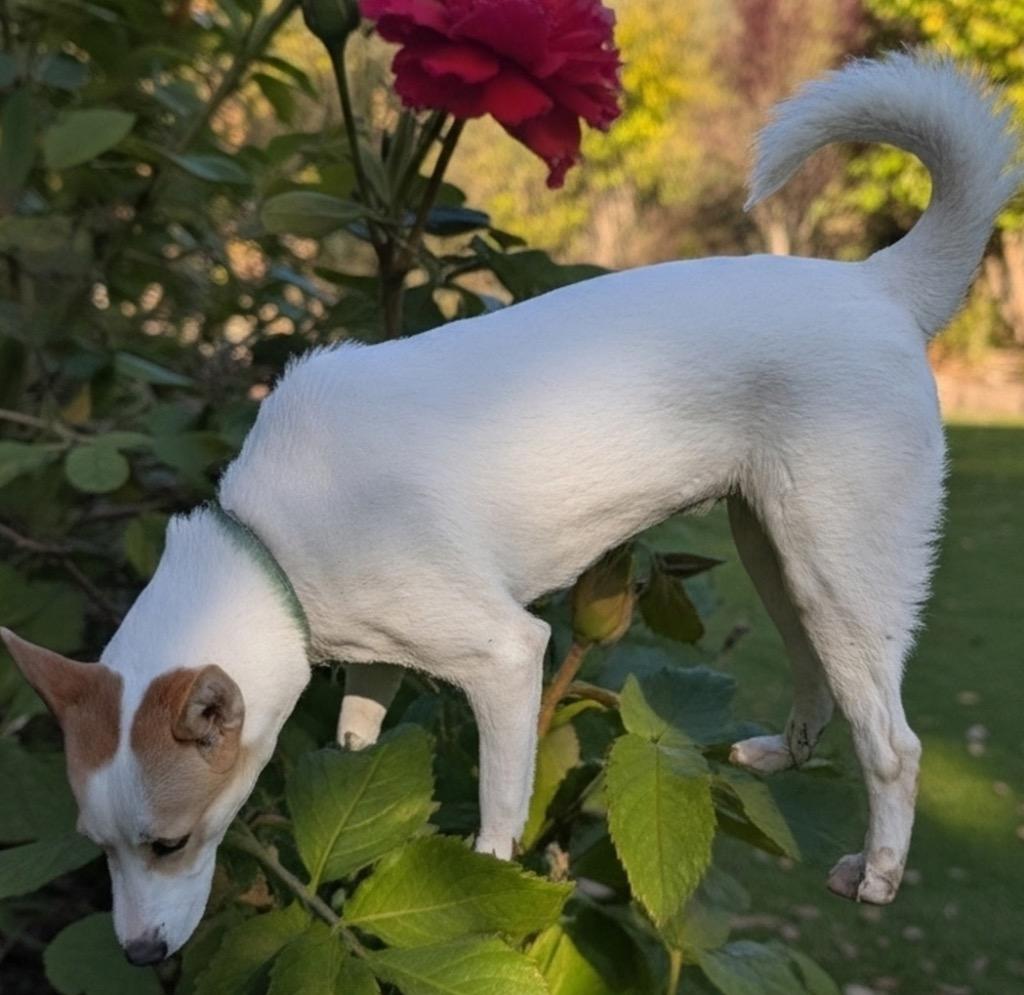 Enlarge Khloe-1/2 off Adoption Fee Special!, a Adoptable mixed breed in Fort Myers, FL image 1/6