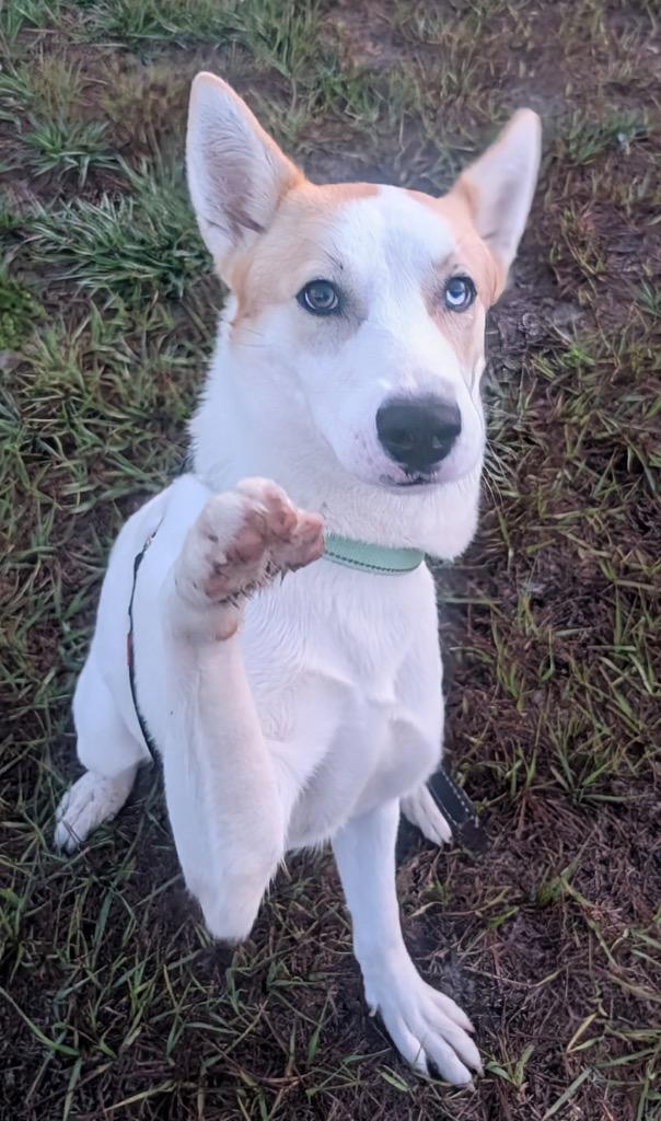 Enlarge Khloe-40lb Sweetie!, a Adoptable mixed breed in Fort Myers, FL image 3/6