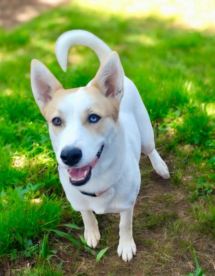 Khloe-40lb Sweetie!, Adoptable, Young Female Carolina Dog & Corgi.