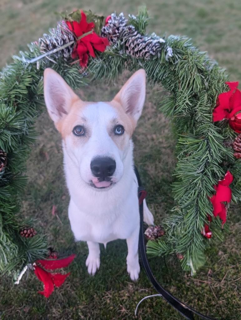 Enlarge Khloe-40lb Sweetie!, a Adoptable mixed breed in Fort Myers, FL image 4/6