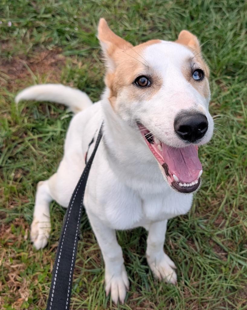 Enlarge Khloe-40lb Sweetie!, a Adoptable mixed breed in Fort Myers, FL image 5/6