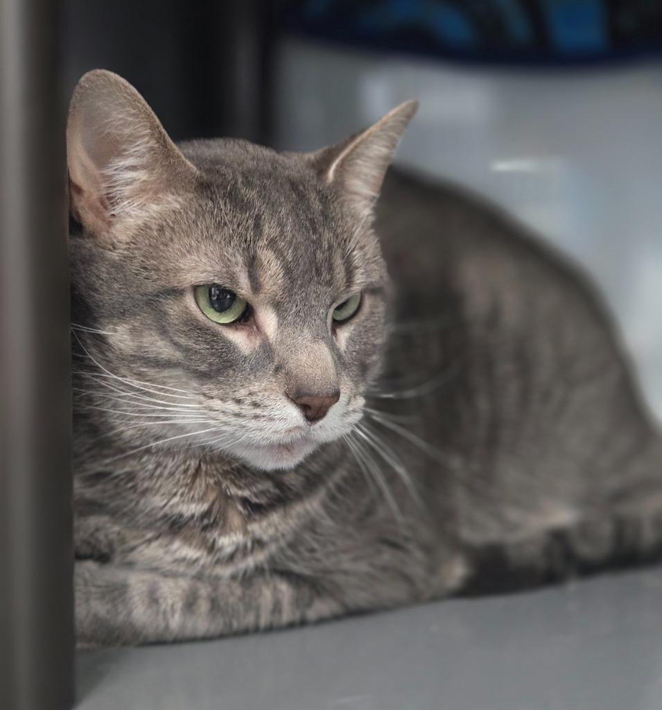 Beans, Adoptable, Adult Male Domestic Short Hair.