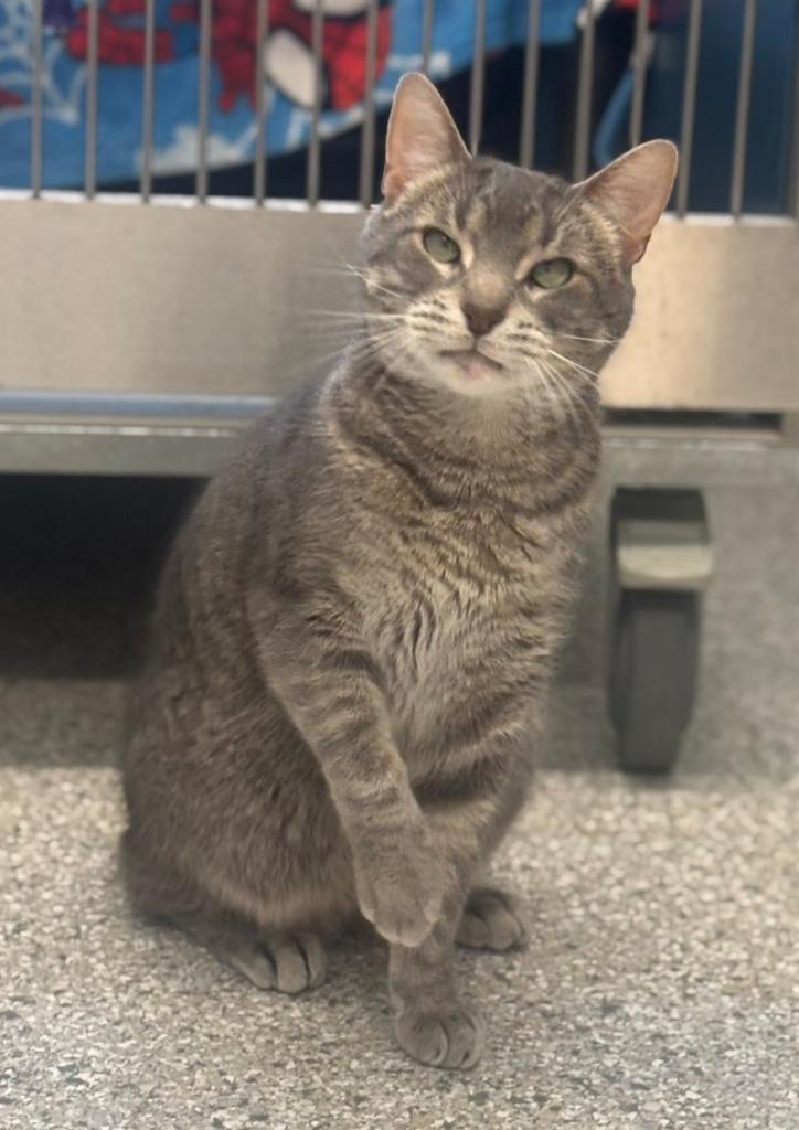 Enlarge Beans, a Adoptable mixed breed in Viroqua, WI image 2/4