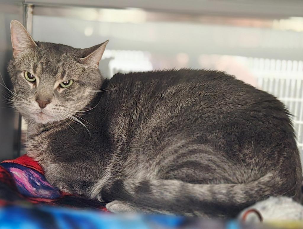 Enlarge Beans, a Adoptable mixed breed in Viroqua, WI image 2/2