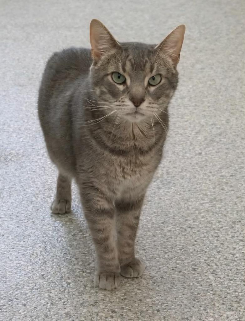 Enlarge Beans, a Adoptable mixed breed in Viroqua, WI image 4/4