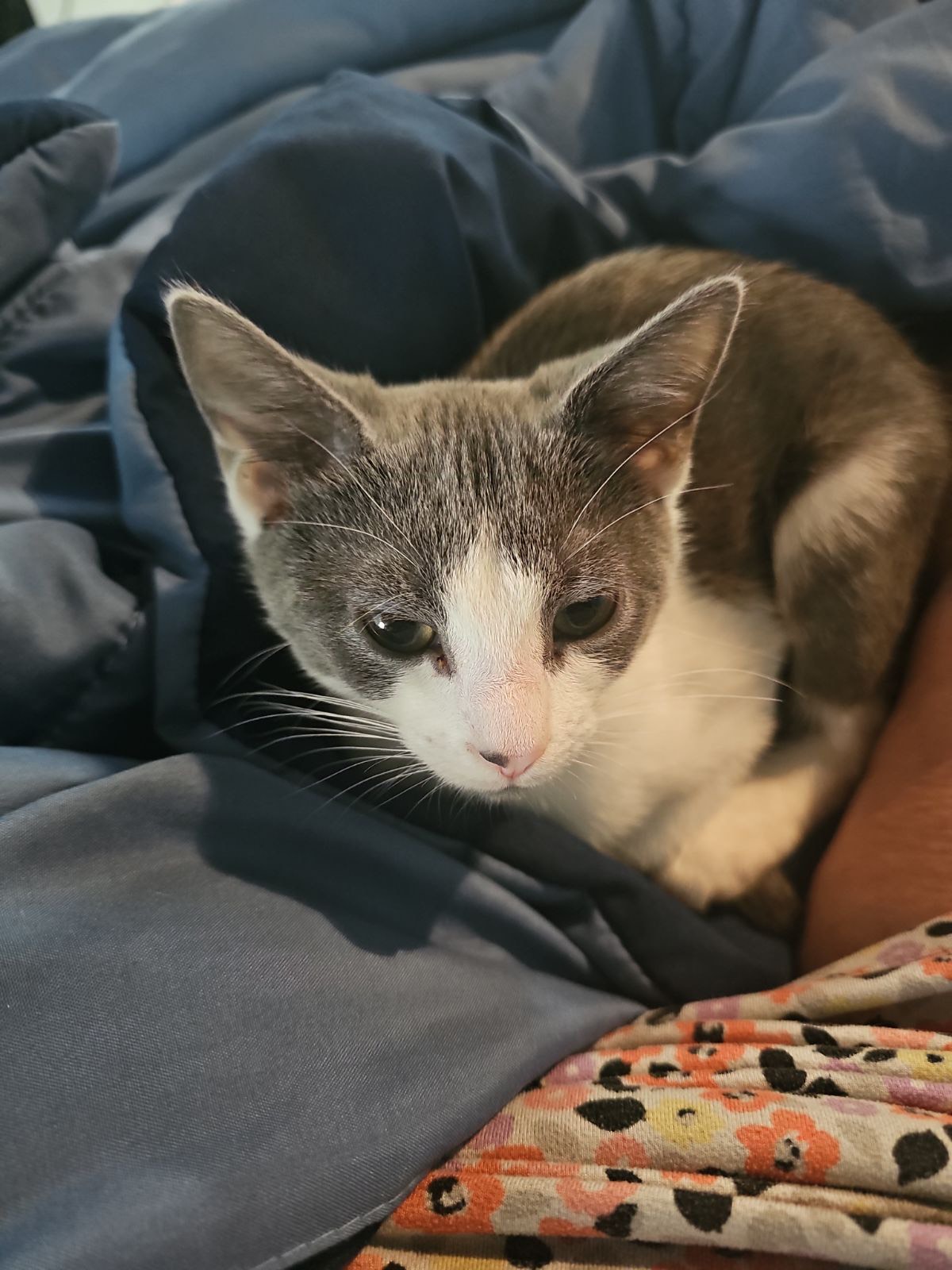 Cherry, a Adoptable Domestic Short Hair in Pompton Lakes, NJ image 1/2