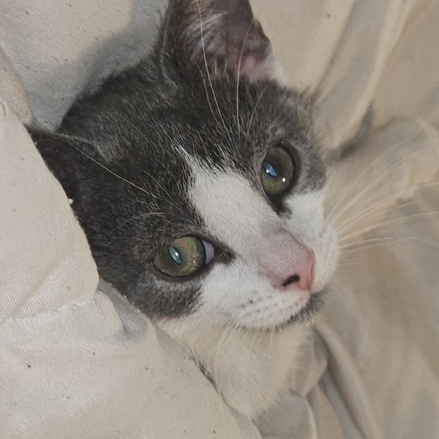 Cherry, a Adoptable Domestic Short Hair in Pompton Lakes, NJ image 2/2