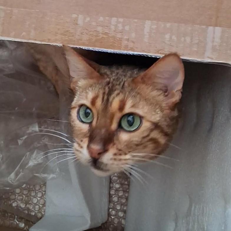 Enlarge Nori, a Adopted Bengal in Vine Grove, KY image 4/6