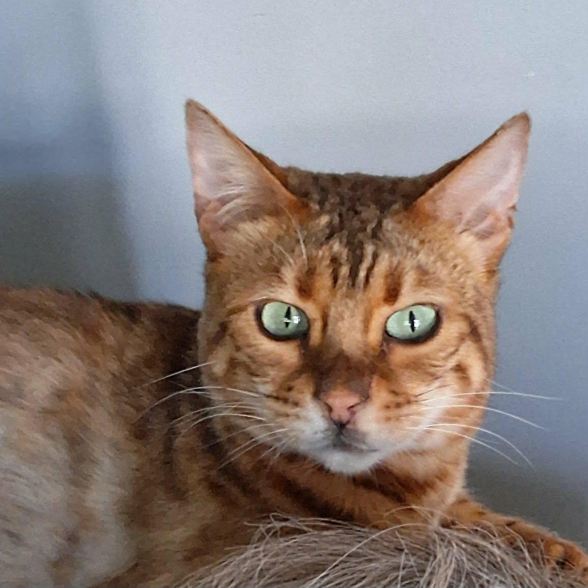 Nori, Adopted, Adult Female Bengal.