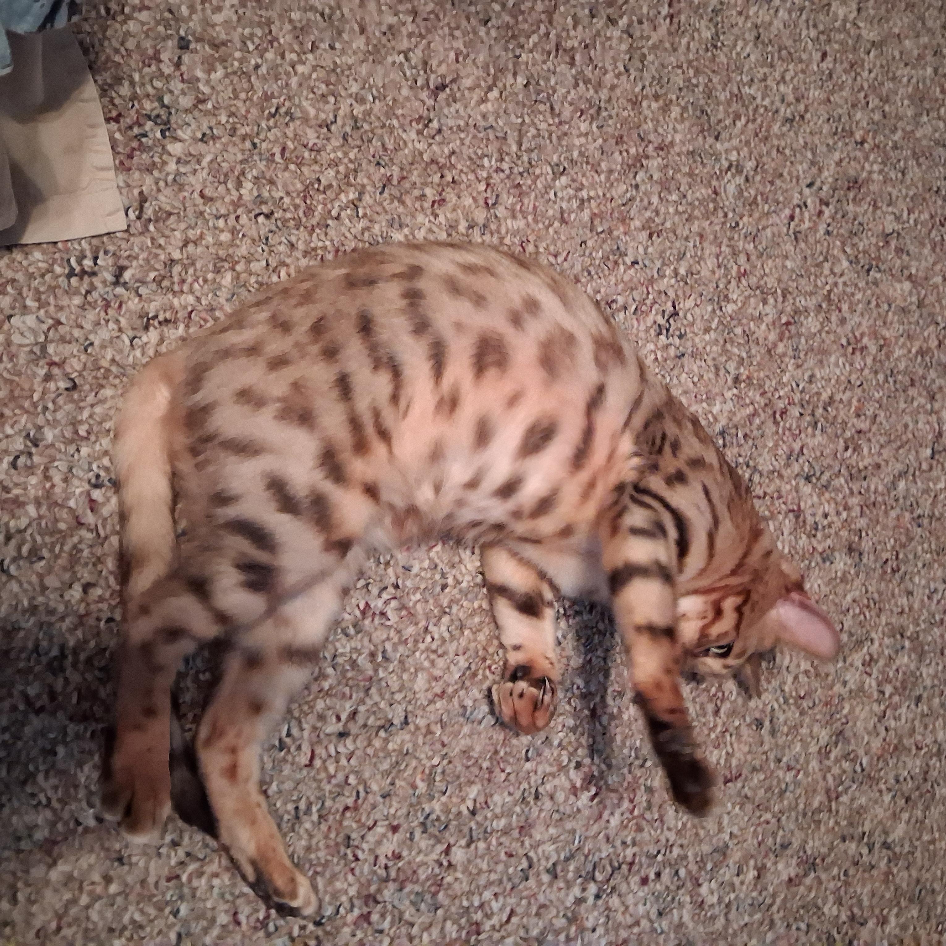 Enlarge Nori, a Adopted Bengal in Vine Grove, KY image 6/6