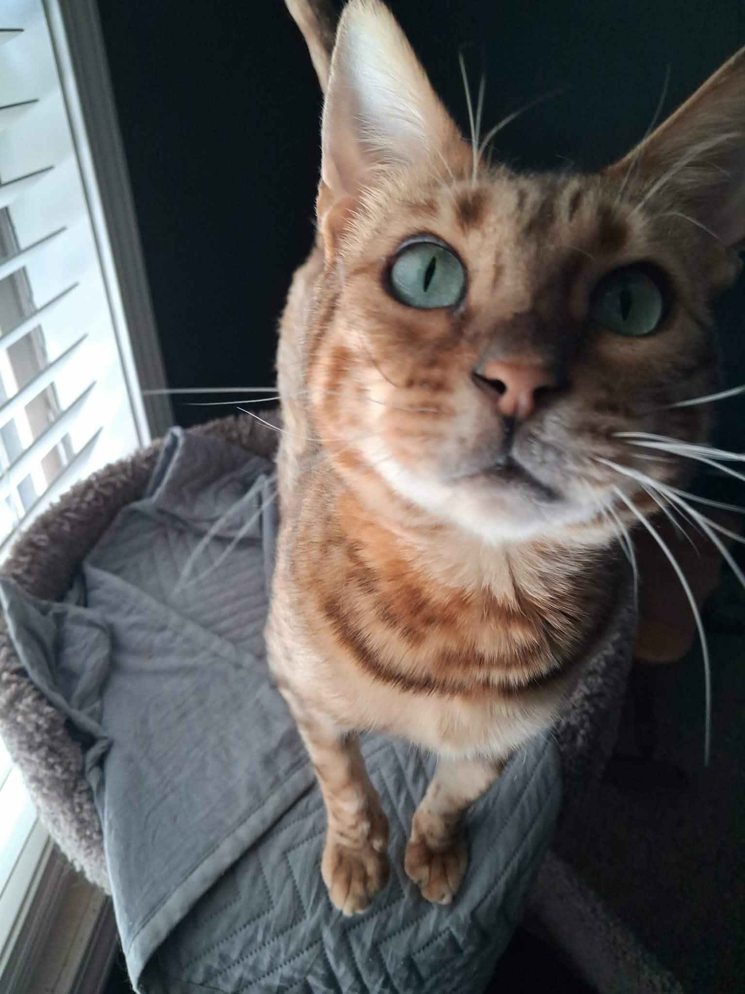 Enlarge Nori, a Adopted Bengal in Vine Grove, KY image 3/6