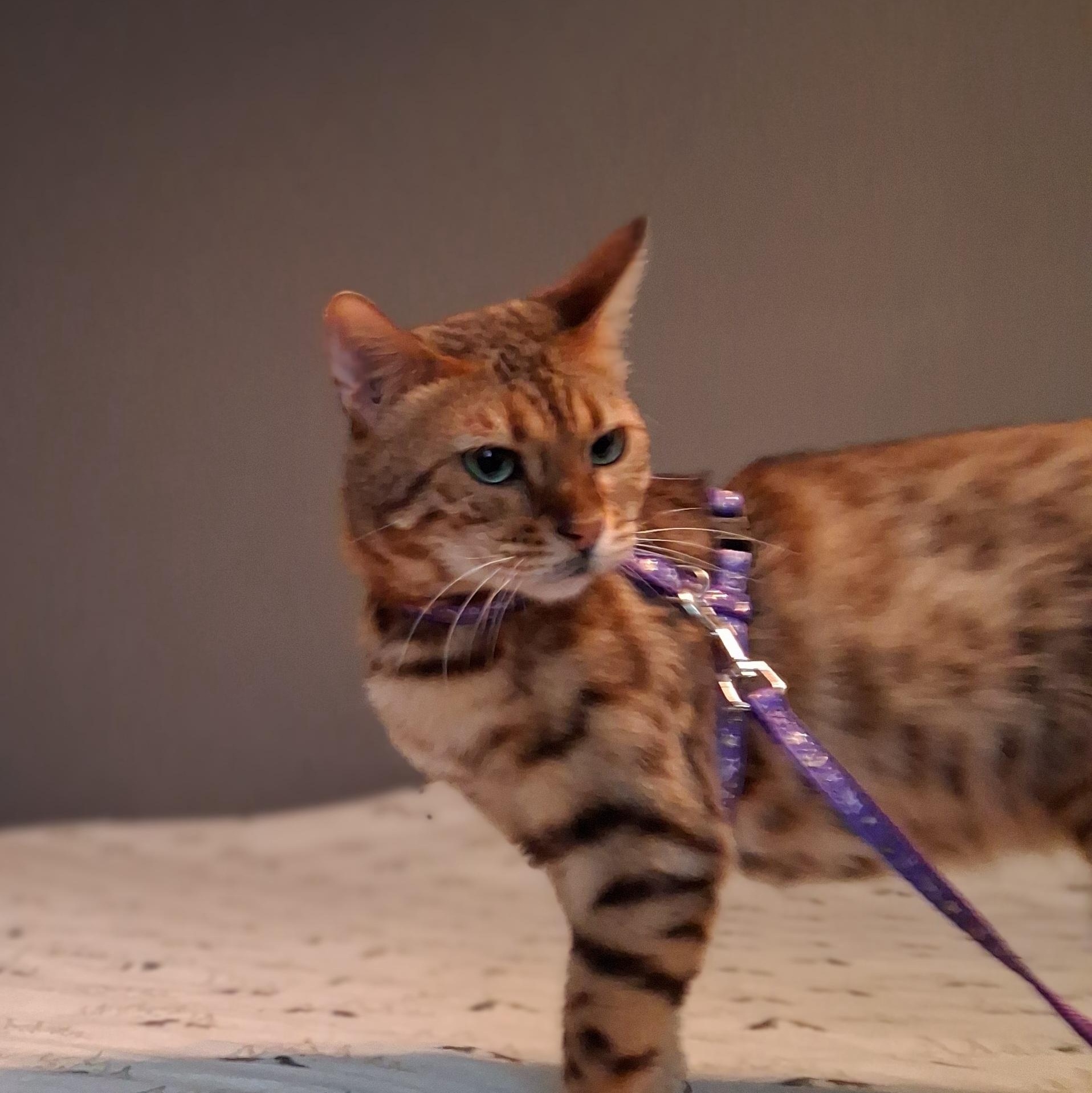 Enlarge Nori, a Adopted Bengal in Vine Grove, KY image 2/6