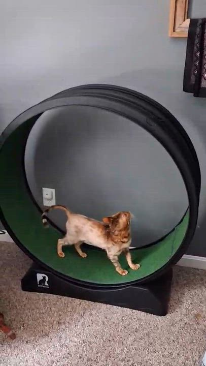 Enlarge Nori, a Adopted Bengal in Vine Grove, KY video 5/6